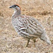 Erckel's Francolin
